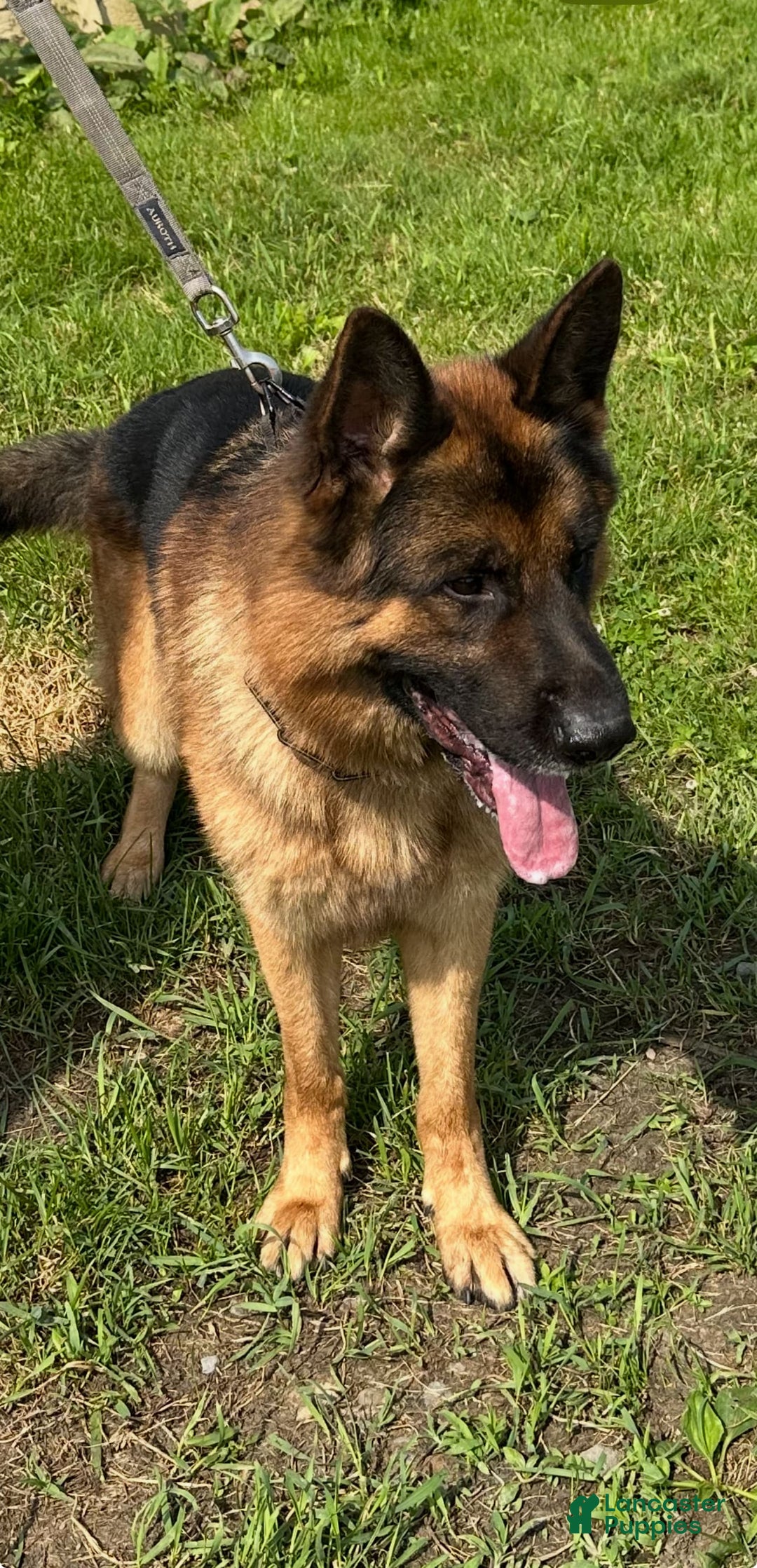 German Shepherd dogs for sale: MAX - Ad 2