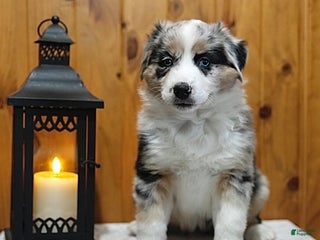 Australian Shepherd dogs - Ad 11
