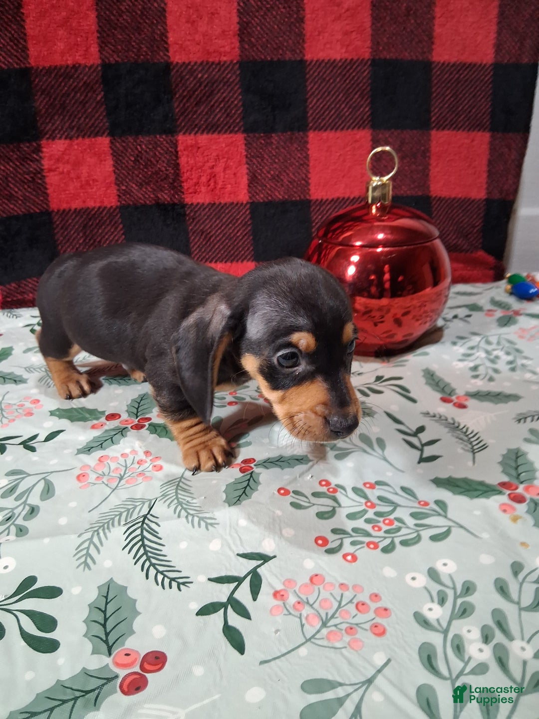 Miniature Dachshund dogs for sale: Milky Way - Ad 4