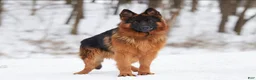 German Shepherd dogs for sale: Lizzy - Ad 10