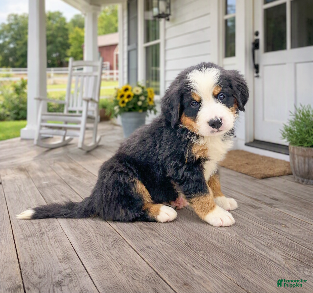Bernese Mountain Dog dogs Joey - Ad 2