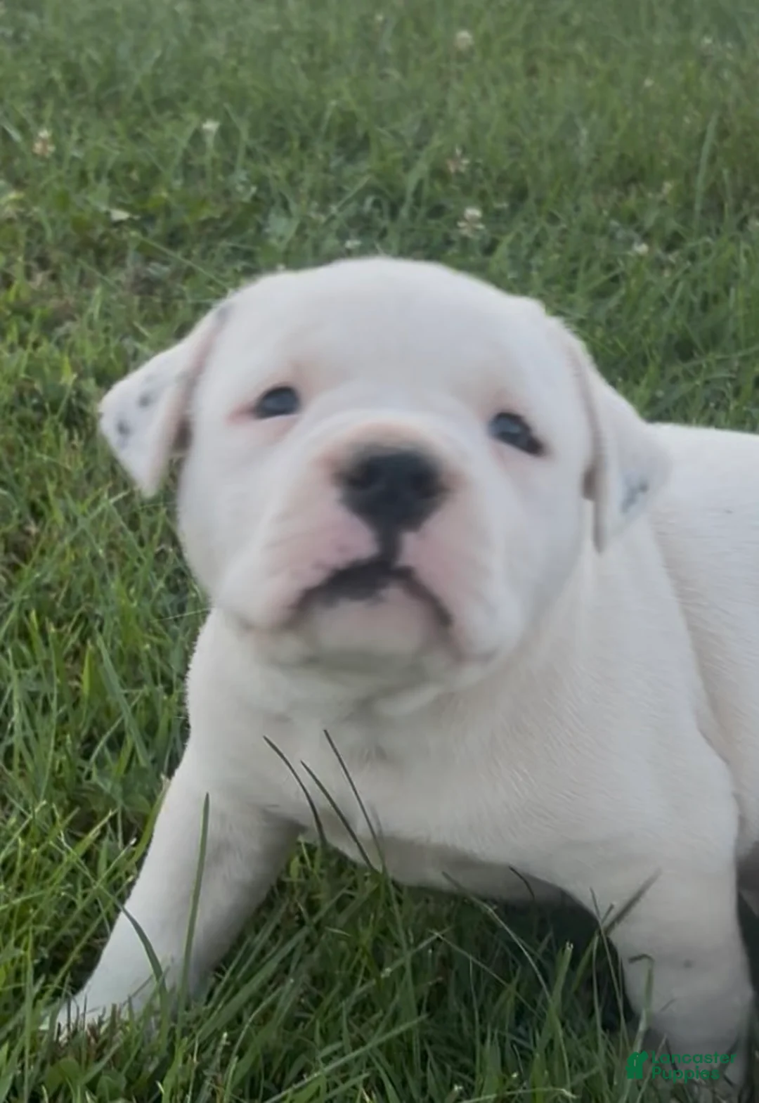 American Bulldog dogs for sale: Magnolia - Ad 2