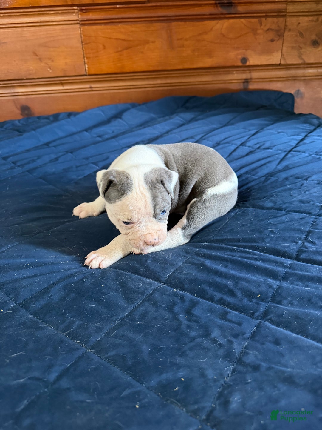 American Bulldog dogs for sale: Groot - Ad 7