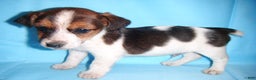 Jack Russell Terrier dogs for sale: Buddy - Ad 2