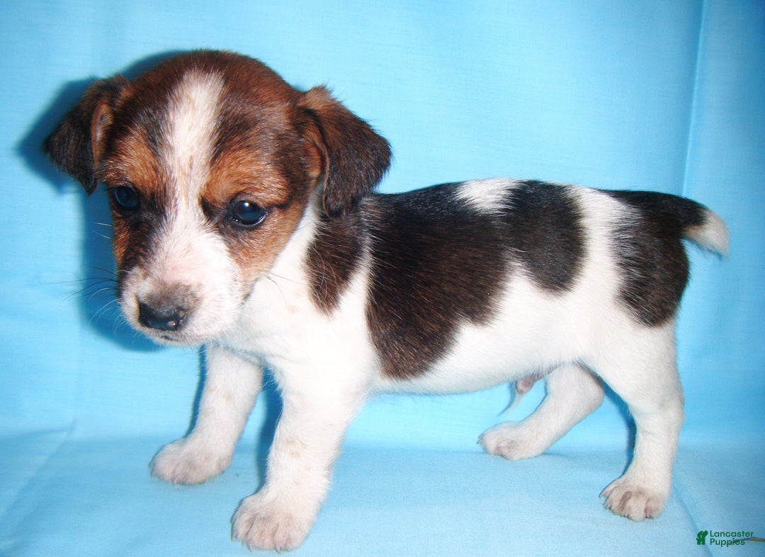 Jack Russell Terrier dogs for sale: Buddy - Ad 2
