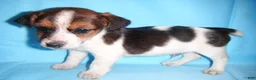 Jack Russell Terrier dogs for sale: Buddy - Ad 8