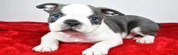 Boston Terrier dogs for sale: Shane  - Ad 3