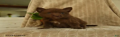 Buddy