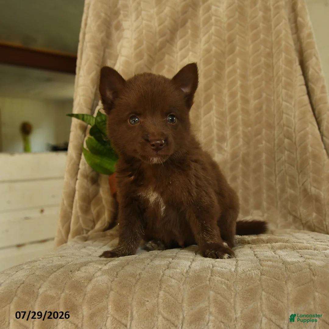 Pomsky dogs for sale: Buddy - Ad 1