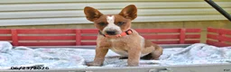 Australian Cattle Dog dogs for sale: Peanut Butter - Ad 1
