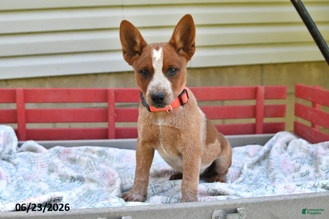 Australian Cattle Dog dogs for sale: Peanut Butter - Ad 1