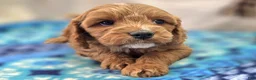 Cavapoo dogs for sale: Tundra - Ad 13