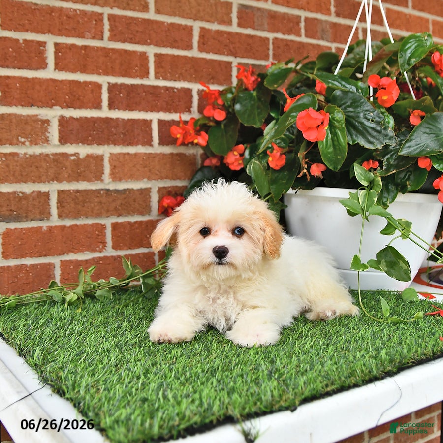 Maltipoo dogs Suni - Ad 1
