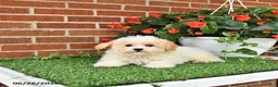 Maltipoo dogs for sale: Suni - Ad 1
