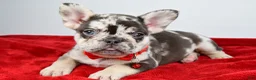 French Bulldog dogs for sale: Otis  - Ad 7