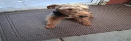 Welsh Terrier dogs for sale: Keely - Ad 3