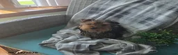 Yorkshire Terrier dogs for sale: Hunter - Ad 3