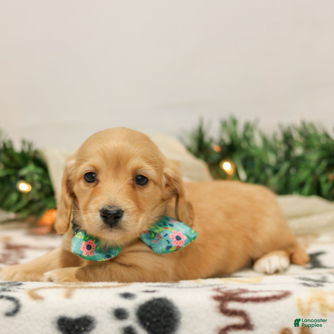 Miniature Dachshund dogs for sale: Natalie - Ad 2