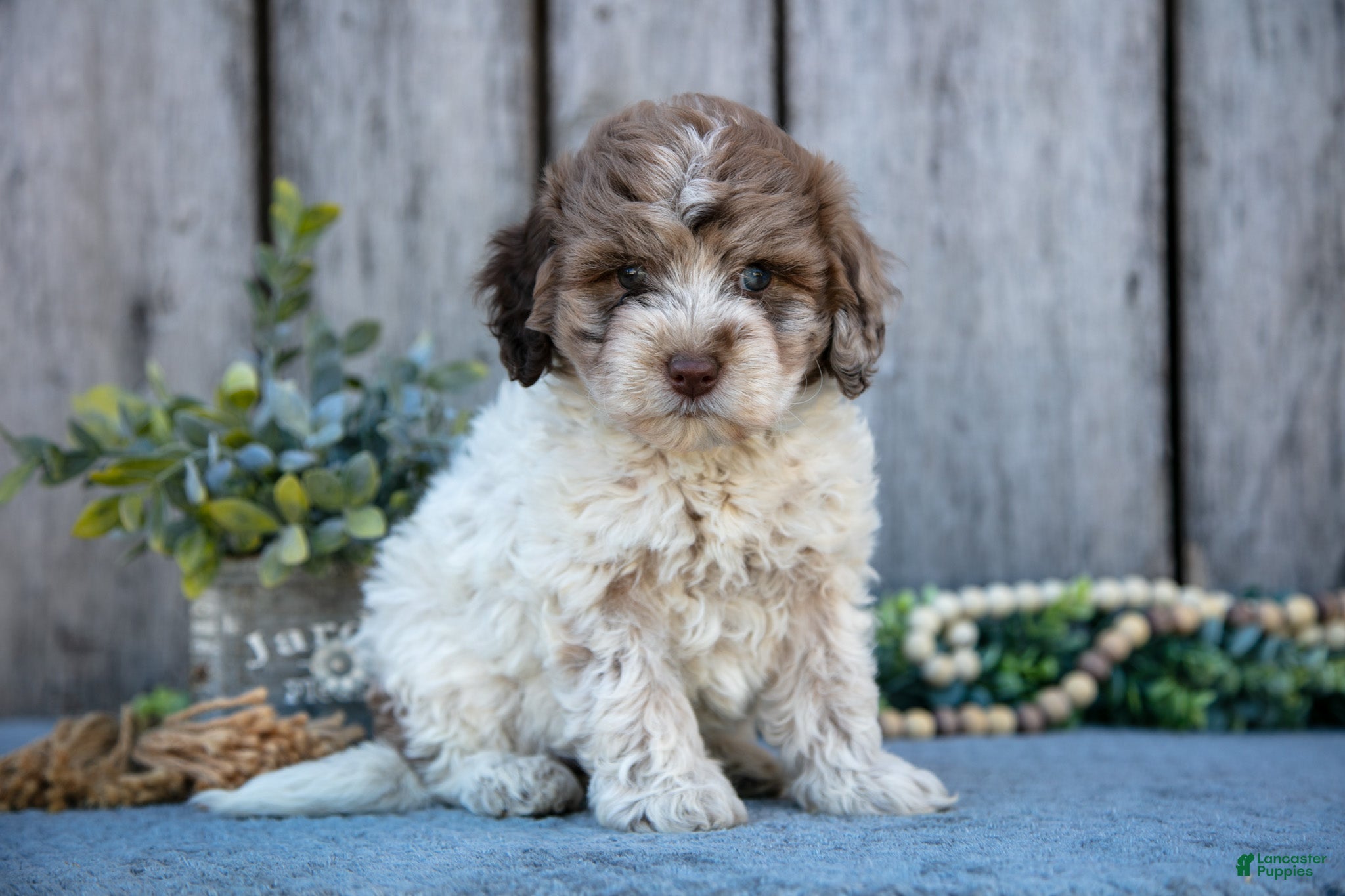 Mixed Breed dogs Fluffy - Ad 22