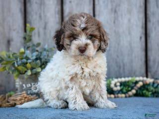 Mixed Breed dogs Fluffy - Ad 31