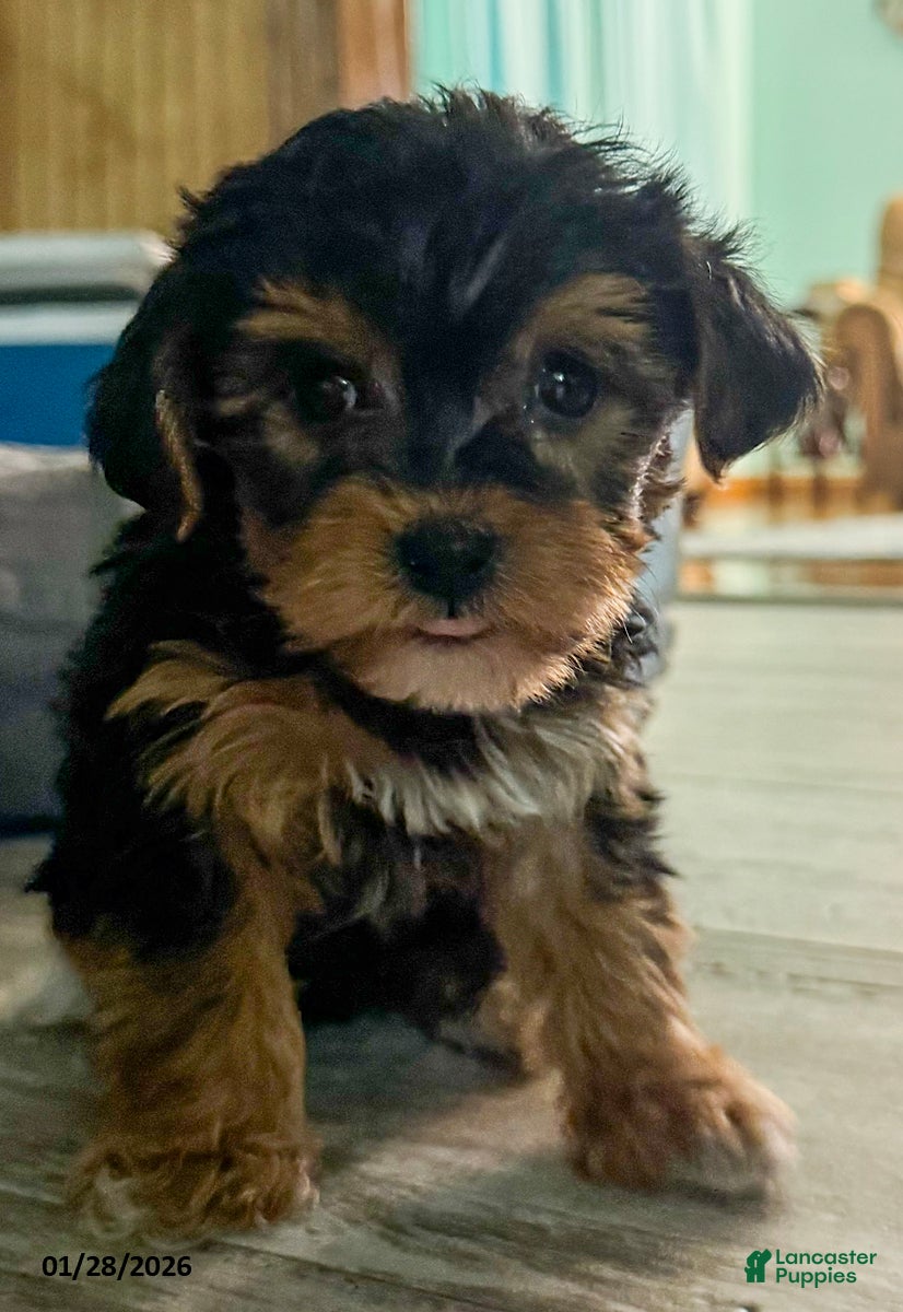 Yorkiepoo dogs Ringo - Ad 3