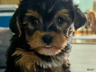 Yorkiepoo dogs Ringo - Ad 3
