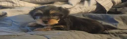 Yorkshire Terrier dogs for sale: Baby - Ad 1