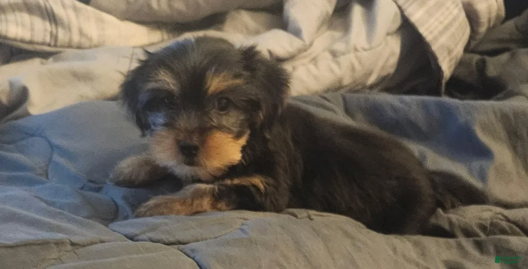 Yorkshire Terrier dogs for sale: Baby - Ad 1