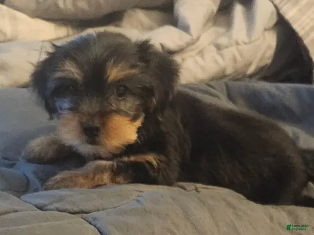 Yorkshire Terrier dogs Baby - Ad 1