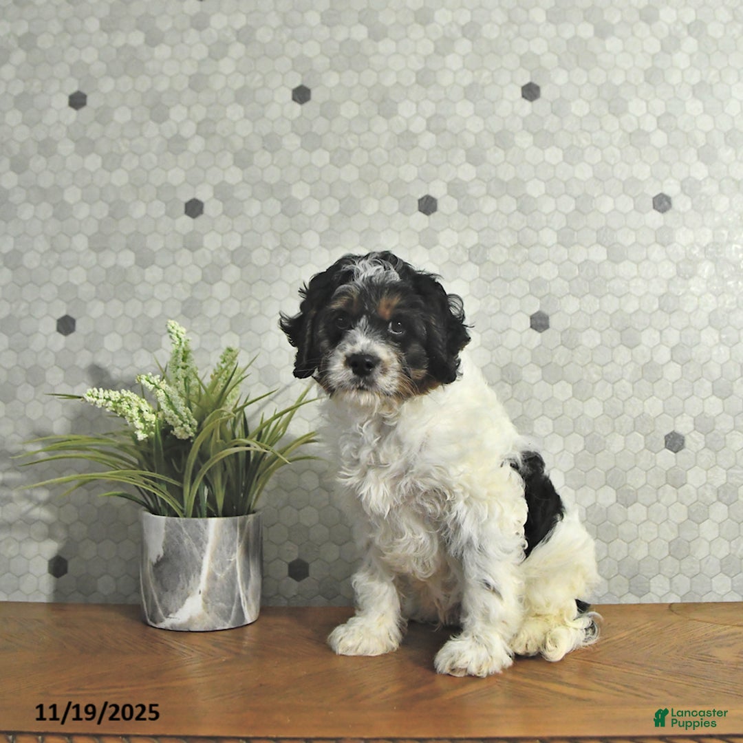 Cavapoo dogs for sale: Spot - Ad 4