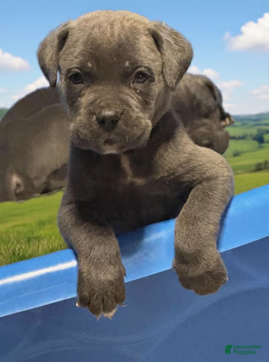 Cane Corso dogs Cane Corso 1 male  - Ad 2