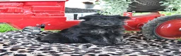 Pomapoo dogs for sale: Poppy - Ad 1