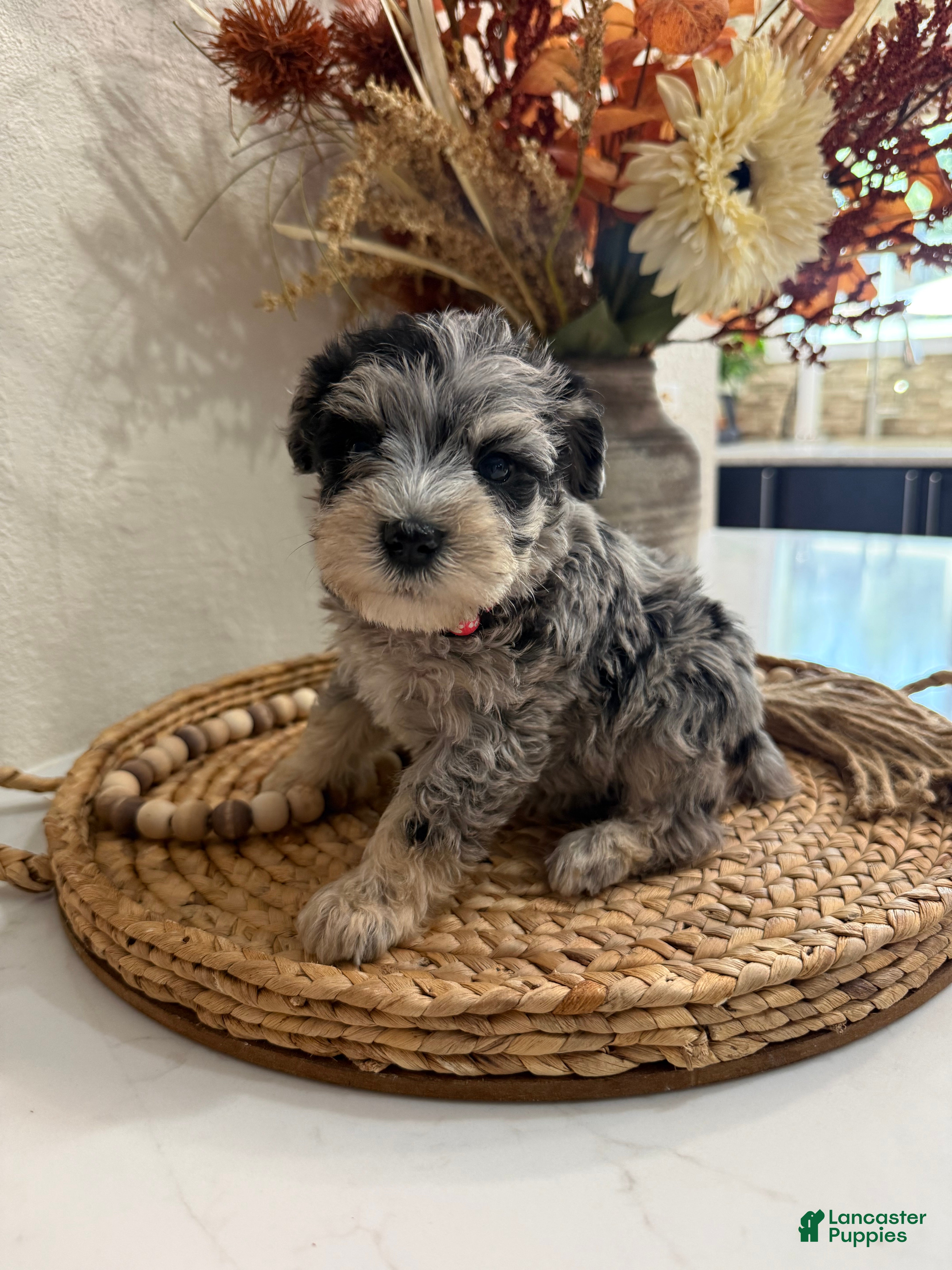 Miniature Schnauzer dogs Strawberry  - Ad 25