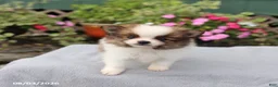 Pomeranian dogs for sale: Snickers - Ad 5