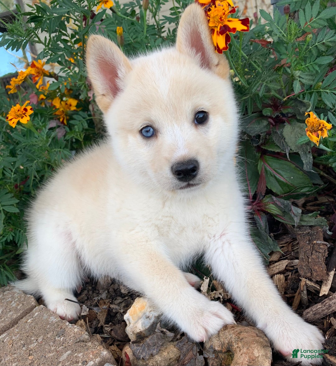 Alaskan Klee Kai dogs for sale: Tiny Mighty Thor - Ad 4