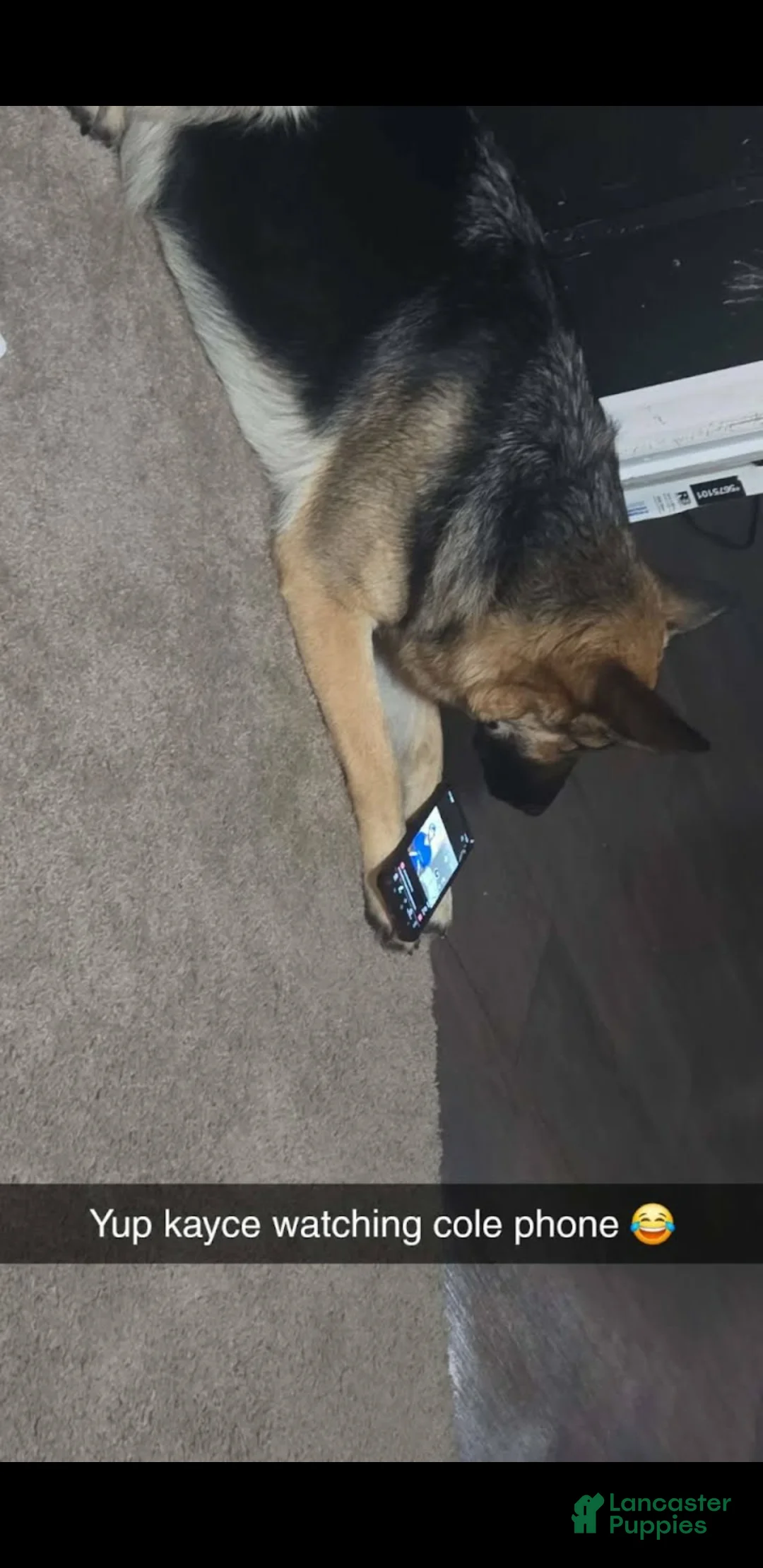 German Shepherd dogs for sale: German Shepherd Puppy 1 - Ad 2