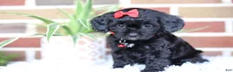 Cavapoo dogs for sale: Coco - Ad 11