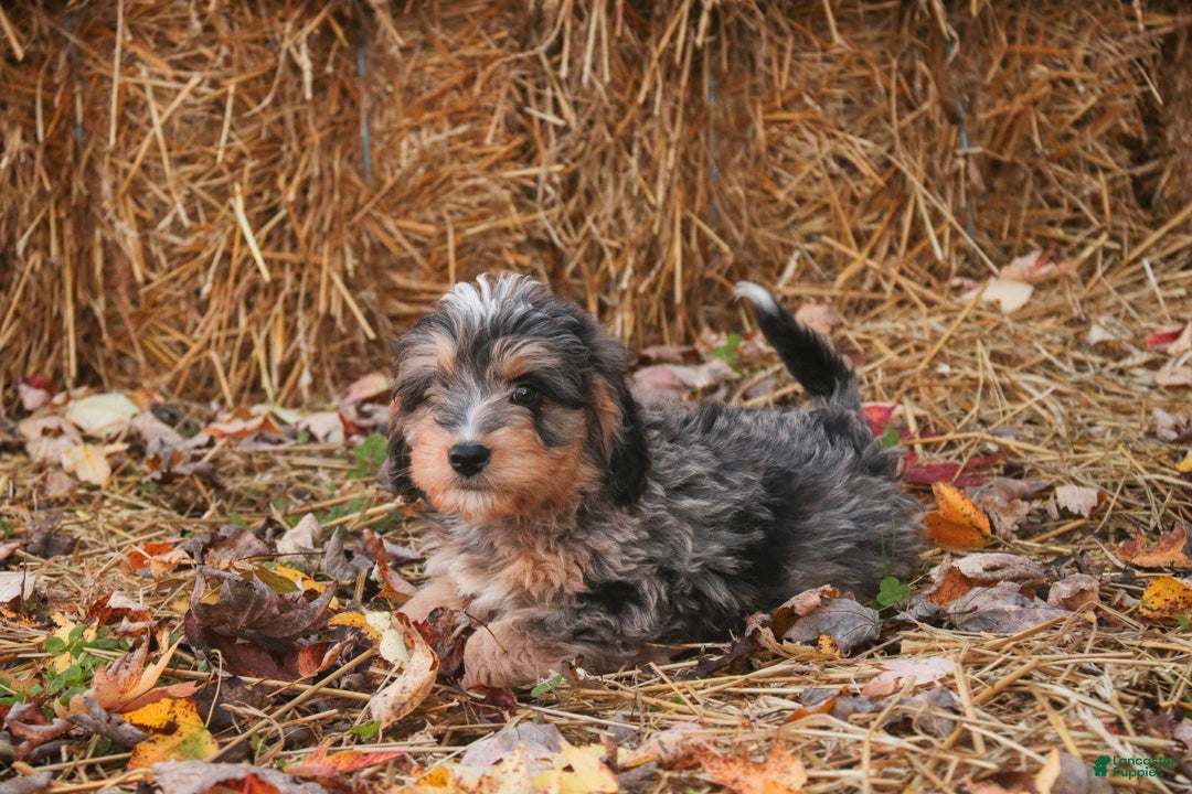 Mini Bernedoodle dogs Cornell F1 Mini Bernedoodle  - Ad 2