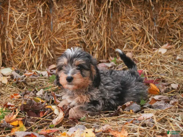 Mini Bernedoodle dogs for sale: Cornell F1 Mini Bernedoodle - Ad 2