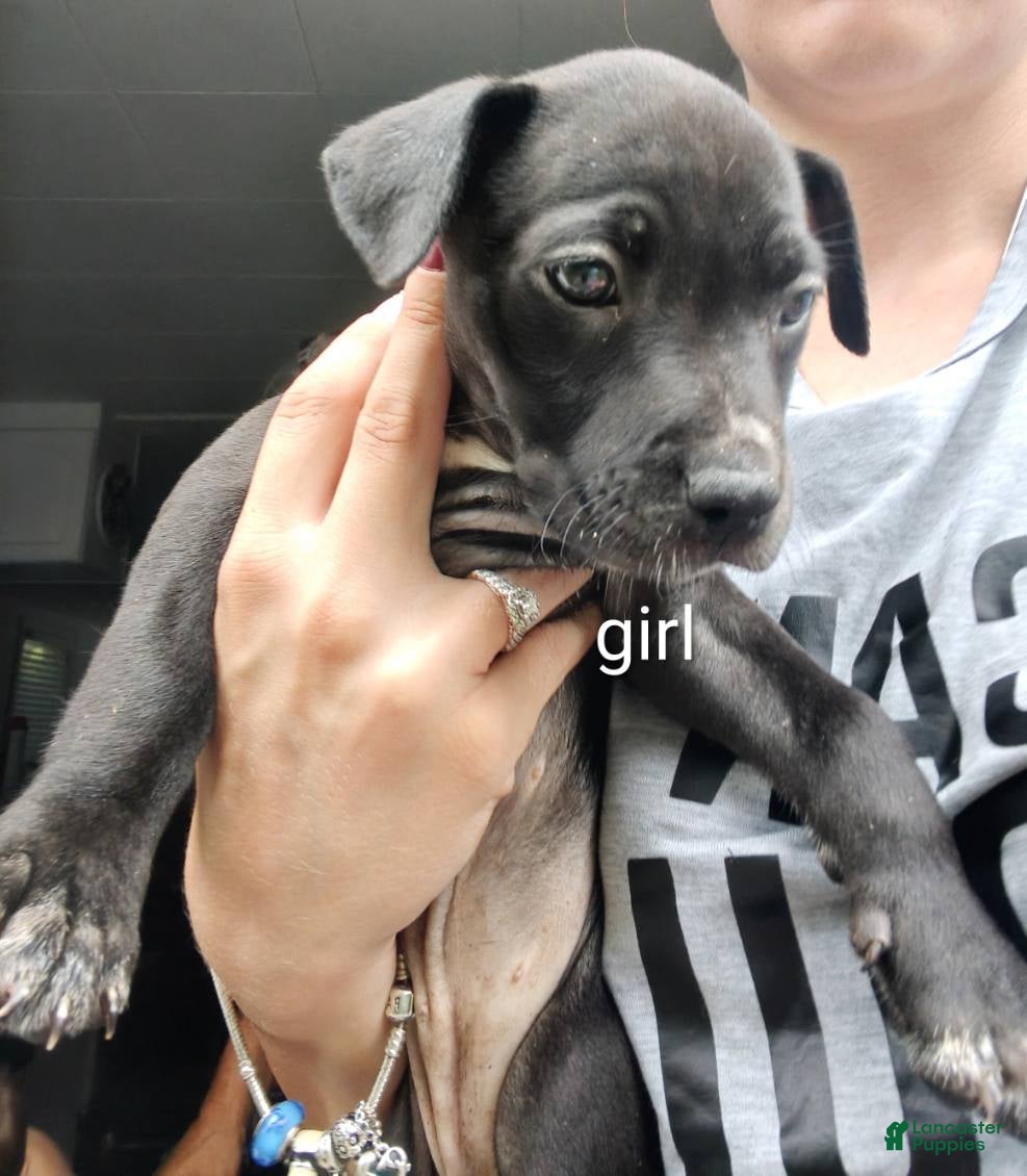 Mixed Breed dogs Mixed Breed 7 - Ad 11