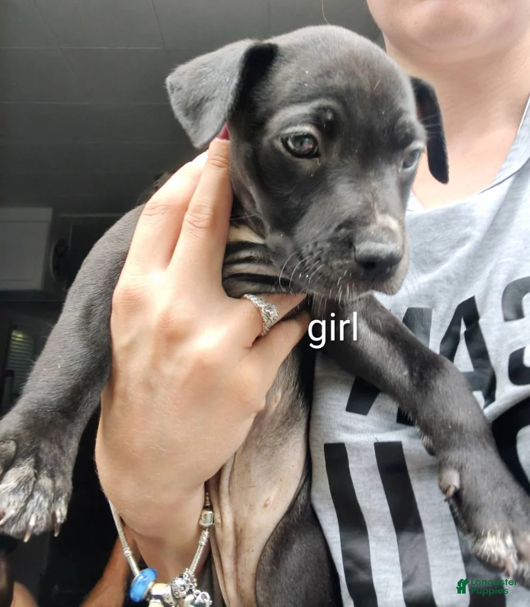 Mixed Breed dogs for sale: Mixed Breed 7 - Ad 1