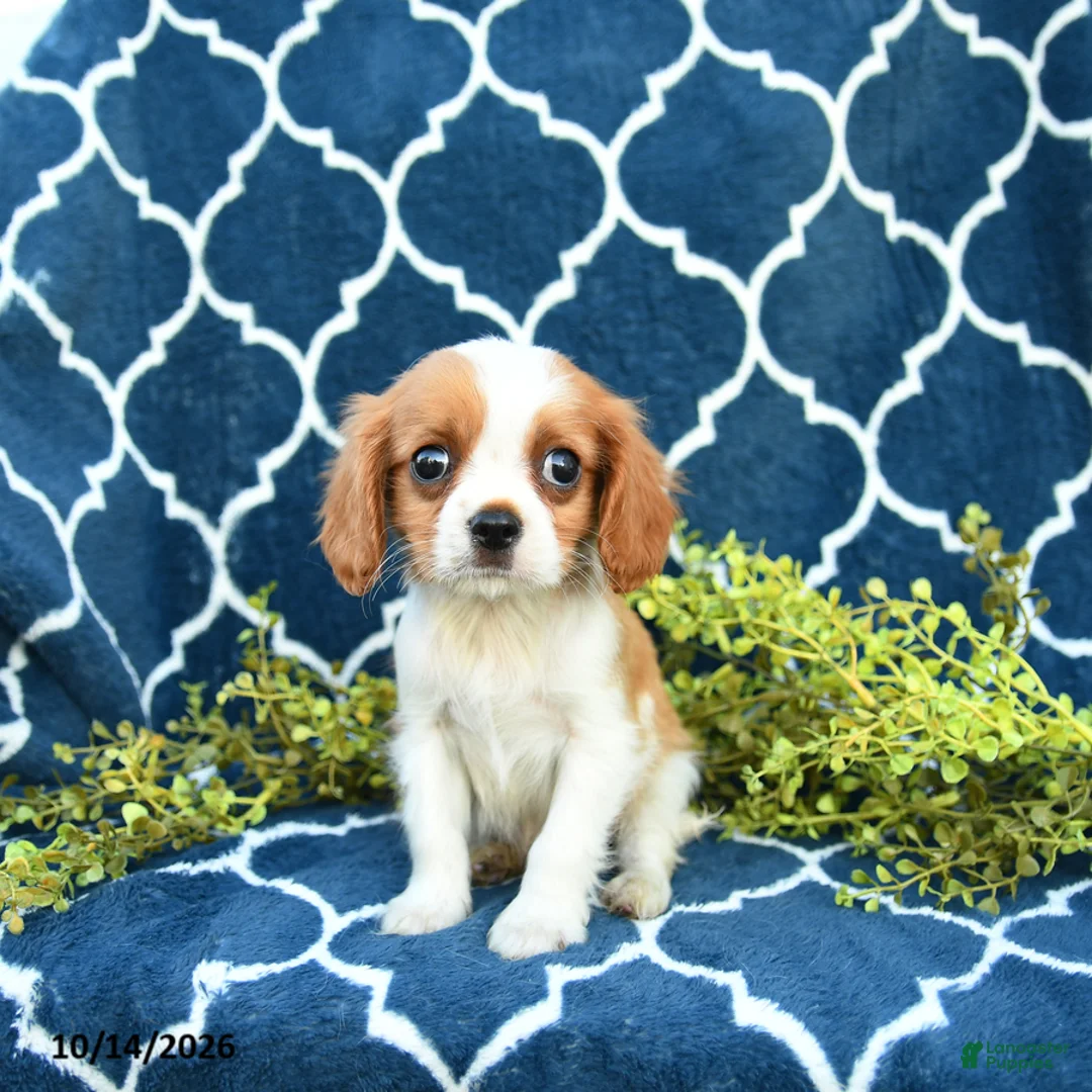 Cavalier King Charles Spaniel dogs for sale: Butter Pecan - Ad 1