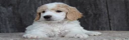 Standard Poodle dogs for sale: Willow AKC standard poodle - Ad 13