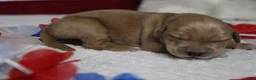 Golden Retriever dogs for sale: Brioche  - Ad 7