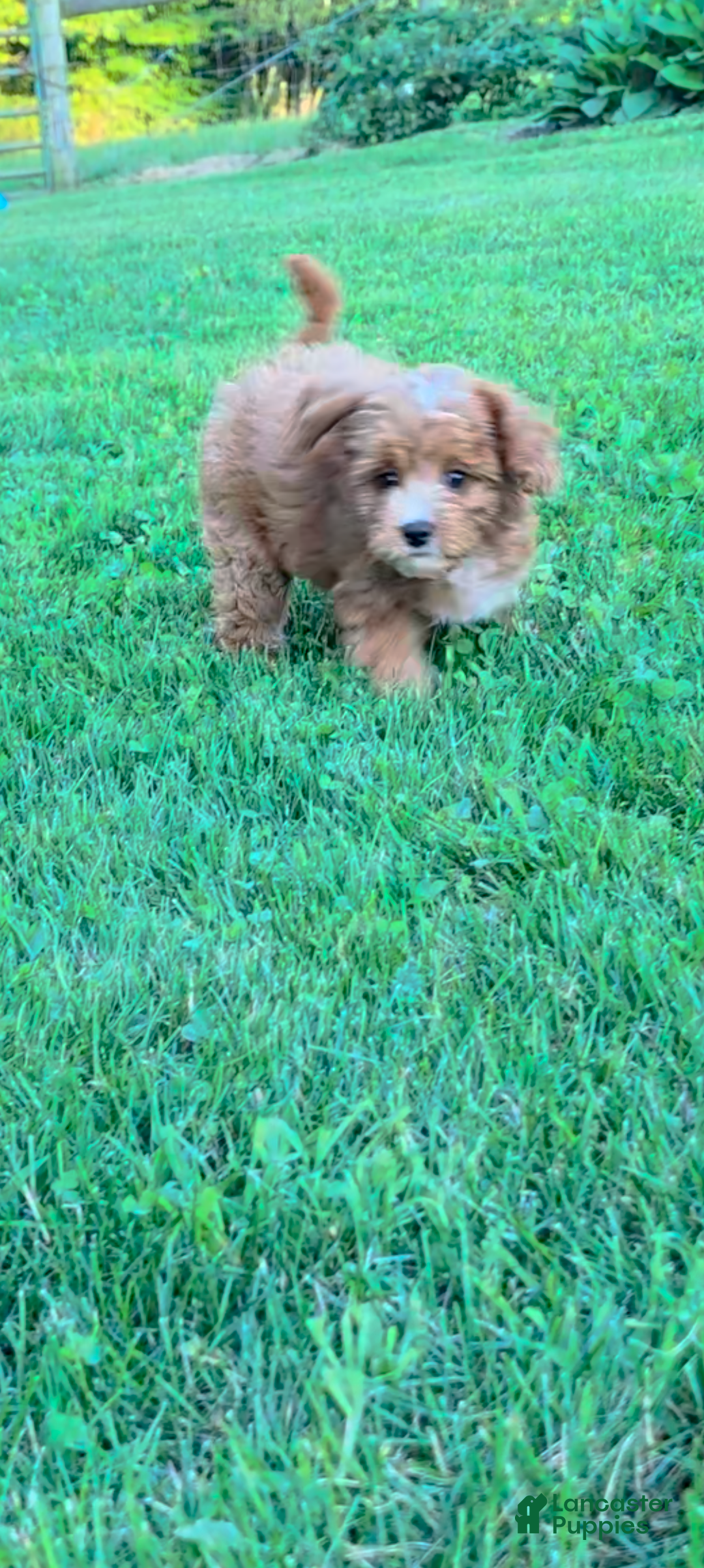 Cavapoo dogs Marley  - Ad 1