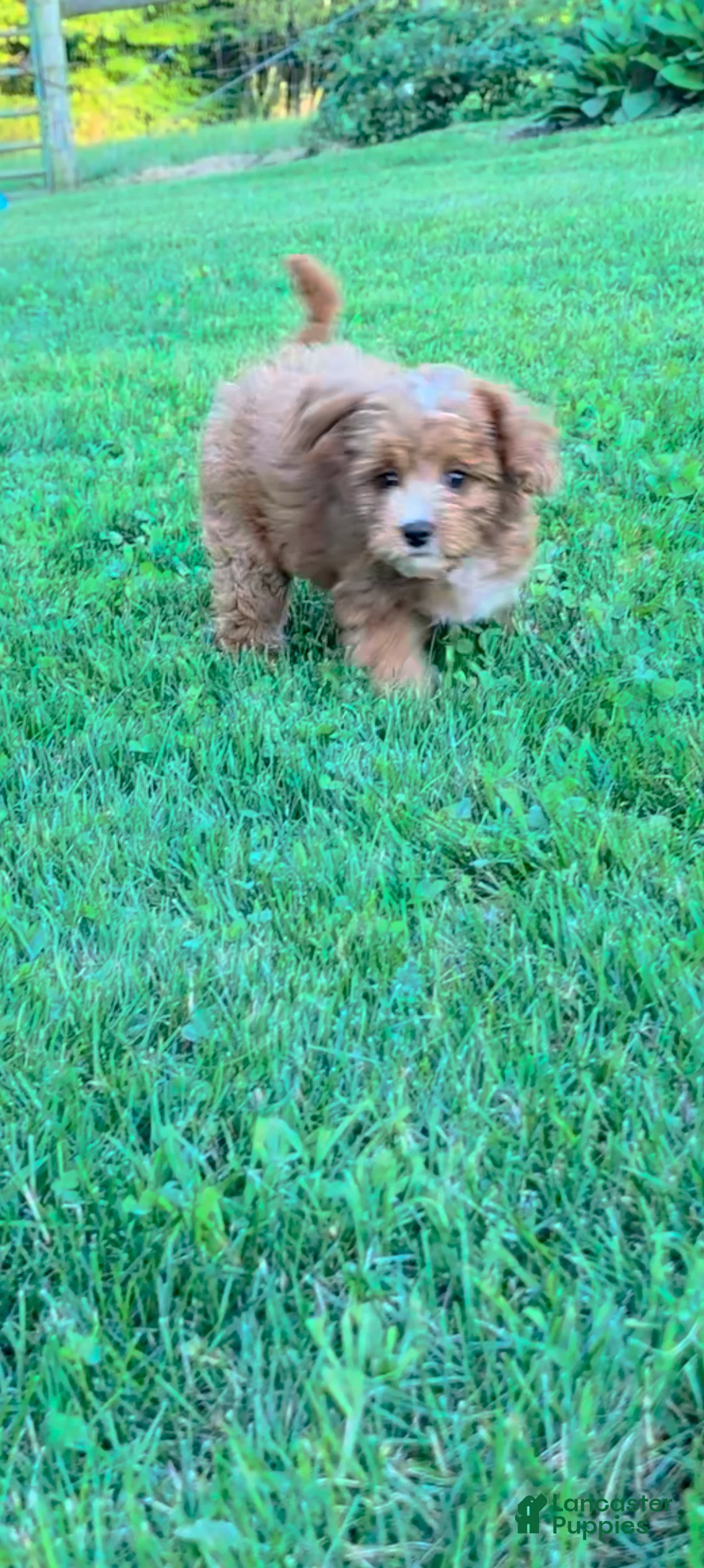 Cavapoo dogs for sale: Marley  - Ad 1