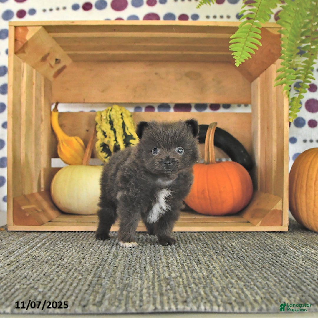 Pomeranian dogs for sale: Lincoln  - Ad 8