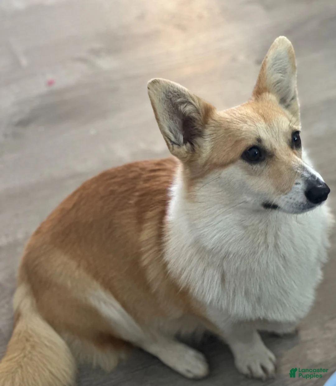 Welsh Corgi Pembroke dogs for sale: Welsh Corgi Pembroke Puppy 2 - Ad 5