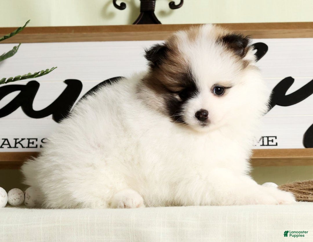 Pomeranian dogs for sale: Stacy - Ad 3