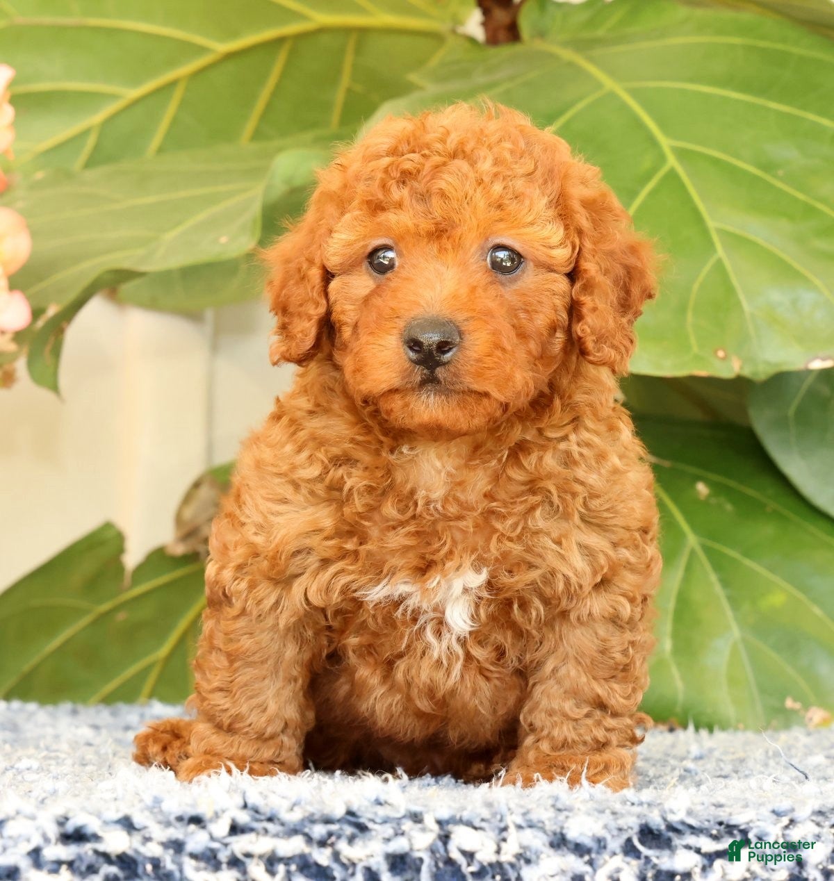 Cavapoo dogs Alvin - Ad 2